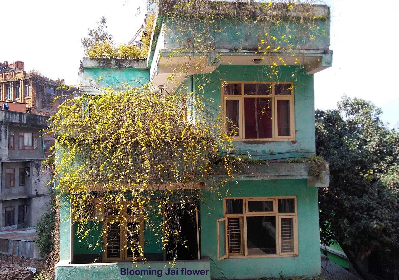 Hotel Impala Garden Kathmandu Buitenkant foto